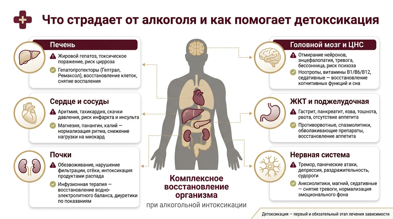 влияние алкоголя на органы и восстановление при детоксикации.